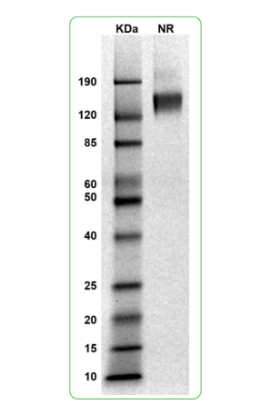 MW: Molecular Weight marker reduced condition
NR: CD19 dimer under non-reduced condition
